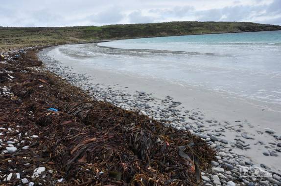 Dyke Bay, em Carcass Island, no noroeste das Ilhas Malvinas